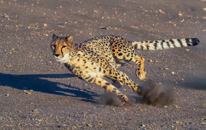 Picture of CHEETAH