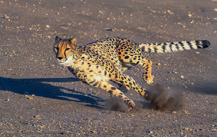 Picture of CHEETAH