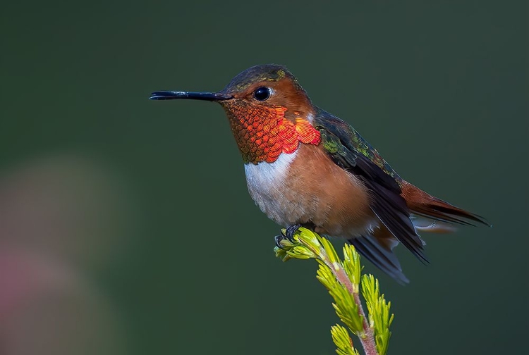 Picture of HUMMINGBIRD