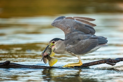 Picture of BLACK-CROWNED NIGHT HERON