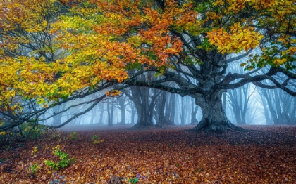 Picture of BEECH FOREST