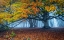 Picture of BEECH FOREST