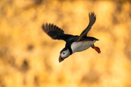 Picture of PUFFIN IN FLIGHT