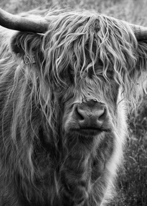 Picture of HIGHLAND CATTLE