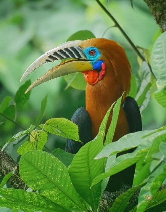 Picture of RUFOUS-NECKED HORNBILL