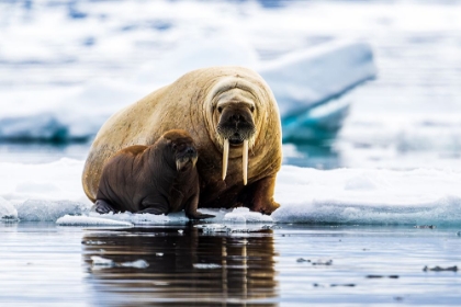 Picture of WALRUS WITH CALF