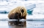 Picture of WALRUS WITH CALF