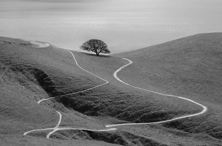 Picture of LONELY TREE