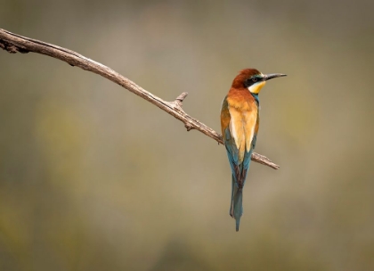 Picture of BEE EATER