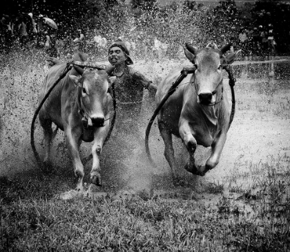 Picture of THE BULLS RACING