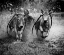 Picture of THE BULLS RACING