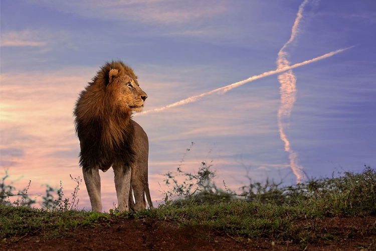 Picture of LION KING