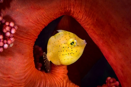 Picture of LITTLE FILEFISH