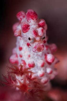 Picture of PYGMY SEAHORSE