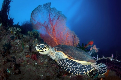 Picture of HAWKSBILL TURTLE