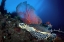 Picture of HAWKSBILL TURTLE