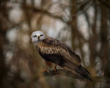 Picture of RESTING KITE