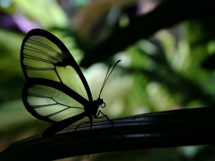 Picture of CLEAR WINGED BUTTERFLY