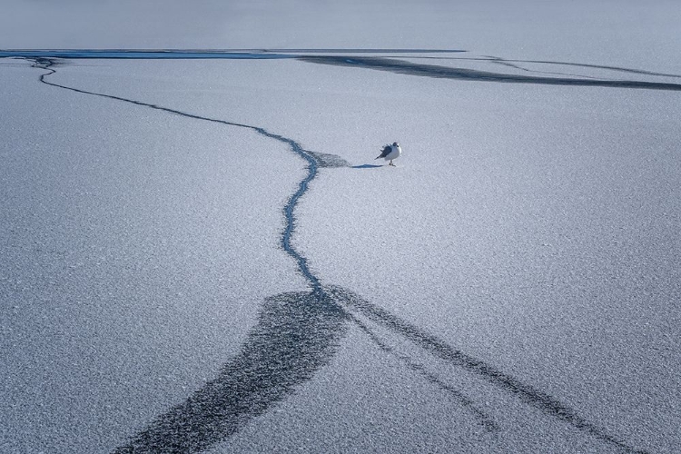 Picture of AFTER THE SNOW...