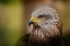 Picture of BIRD OF PREY...