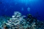Picture of FISH AND DIVERS