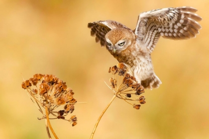 Picture of LITTLE OWL