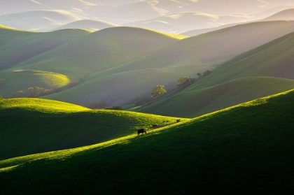 Picture of AFTERNOON LIGHT ON HILLS