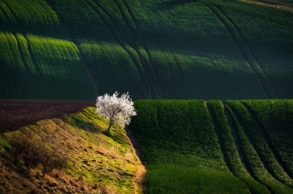 Picture of A FLOWERING TREE IN THE WAVES