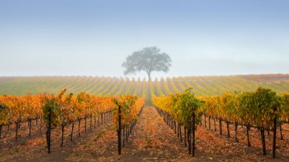 Picture of A TREE IN A VINEYARD