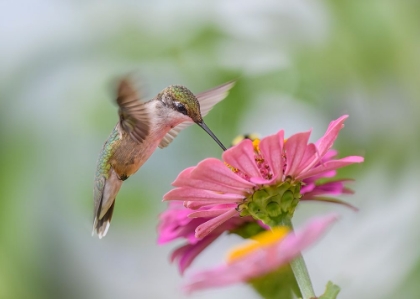 Picture of JUVENILE RUBY-THROATED HUMMINGBIRD