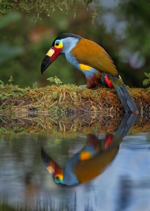 Picture of PLATE-BILLED MOUNTAIN-TOUCAN