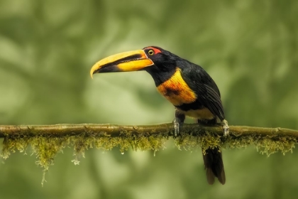 Picture of CRIMSON-RUMPED TOUCAN