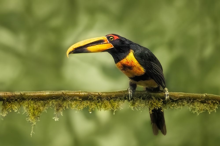 Picture of CRIMSON-RUMPED TOUCAN