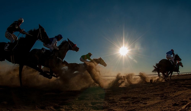 Picture of BETOOTA FLYING THROUGH THE DUST