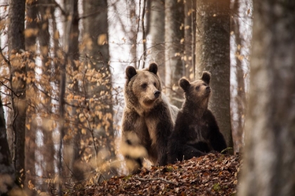 Picture of MOTHER AND SON