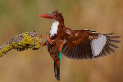 Picture of WHITE THROATED KINGFISHER