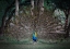 Picture of LOOK AT ME