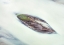 Picture of LUPINE ISLET