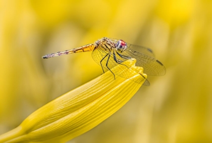 Picture of PERCHED