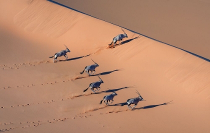 Picture of ORYX IN THE DESERT