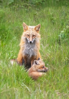 Picture of FOXES