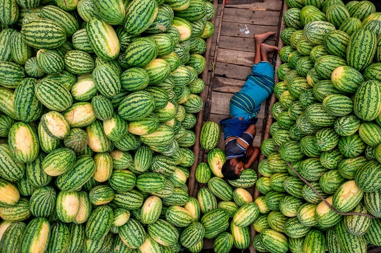 Picture of SLEEPING ON WATERMELON BOATS