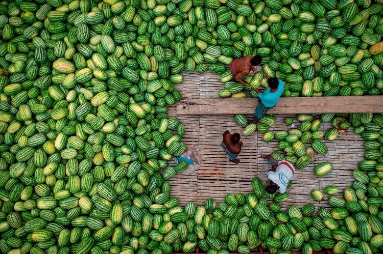 Picture of BOATS OF HUGE WATERMELONS