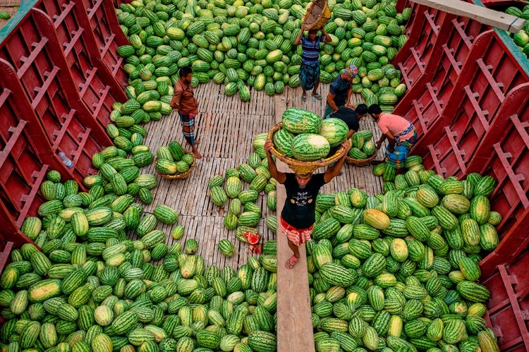 Picture of UNLOADING WATERMELONS