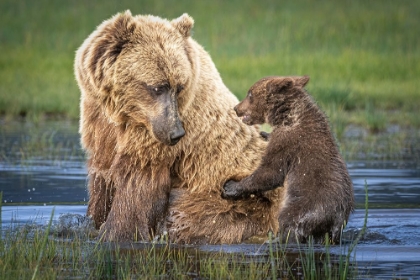 Picture of BEAR-BACK RIDE?