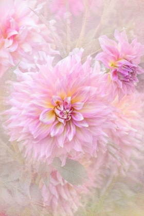 Picture of CARESS