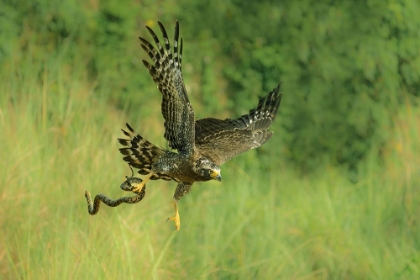 Picture of INDONESIAN EAGLE