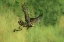 Picture of INDONESIAN EAGLE