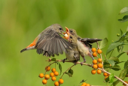 Picture of MOTHERS LOVE