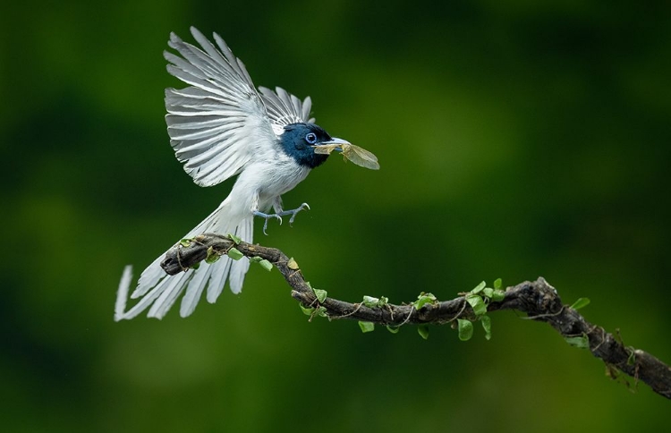 Picture of ASIAN FLYCATHER